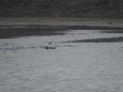 Marsh Sandpiper thumbnail 4