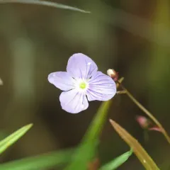 Marsh Speedwell thumbnail 2