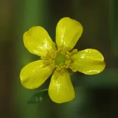 Lesser Spearwort thumbnail 2