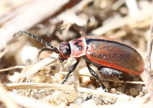 Kuschelina fimbriata