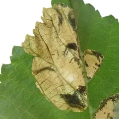 Elm Leafminer thumbnail 3