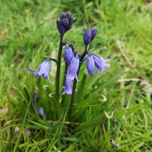 Spanish Bluebell
