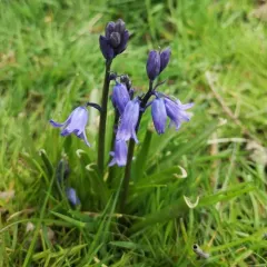 Spanish Bluebell thumbnail 1