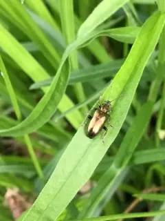 Metallic reed beetle thumbnail 4