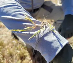 small fescue thumbnail 3