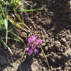 Siskiyou onion thumbnail 4