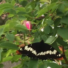 Lorquin's Admiral thumbnail 3