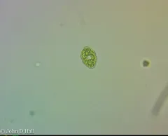 Cosmarium granatum thumbnail 3