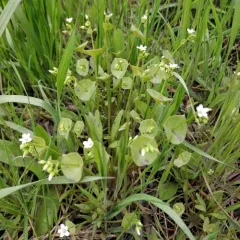 Streambank Springbeauty thumbnail 4