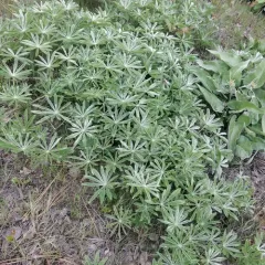 Silky Lupine thumbnail 1