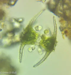 Staurastrum ophiura thumbnail 3