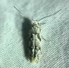 White Stripe-backed Moth thumbnail 3