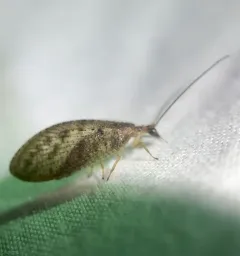 brown pine lacewing thumbnail 2