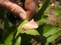 Pink Prominent thumbnail 4