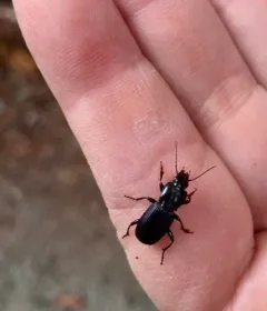 Pterostichus amethystinus thumbnail 3