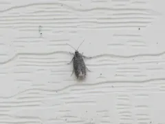 Epinotia zandana thumbnail 3
