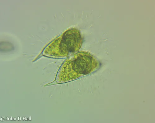 Staurodesmus megacanthus