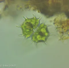 Xanthidium cristatum thumbnail 2