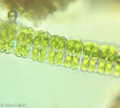 Desmidium aptogonum thumbnail 3