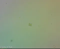 Cosmarium regnesi thumbnail 4