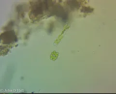 Euastrum denticulatum thumbnail 3