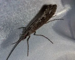 Irrorate Northern Caddisfly thumbnail 2