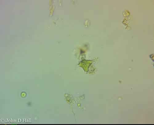Pseudostaurastrum limneticum