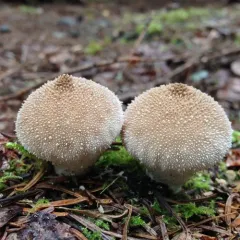 common puffball photo