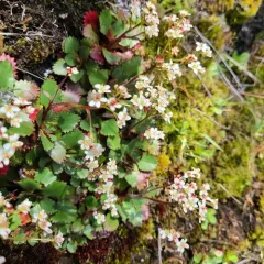 Rustyhair Saxifrage thumbnail 4