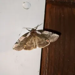 Dogwood Thyatirid Moth thumbnail 4