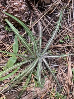 spearleaf agoseris thumbnail 2