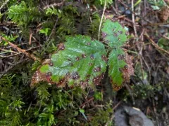 Sphaerulina westendorpii thumbnail 2