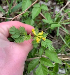 Yellow Corydalis thumbnail 4