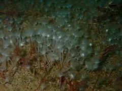 Phoronis ijimai thumbnail 4