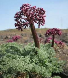 Day Valley Desertparsley thumbnail 4