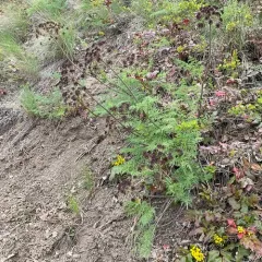 Carrotleaf Biscuitroot thumbnail 1