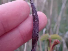 Diplolepis fusiformans thumbnail 2