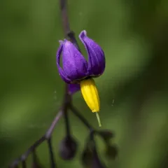 bittersweet nightshade thumbnail 5