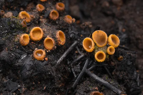 Tricharina gilva