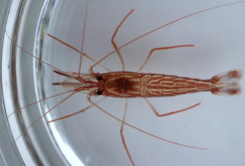 Red Rock Shrimp