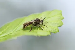 Dicolonus simplex thumbnail 3
