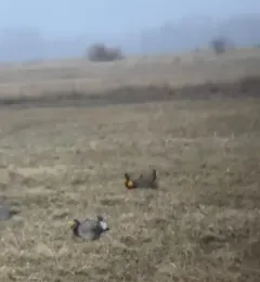 Greater Prairie-Chicken thumbnail 1