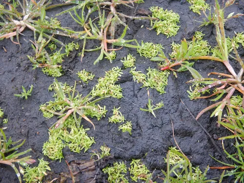 Winged Water-starwort