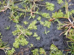 Winged Water-starwort thumbnail 1