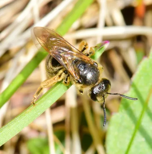 Quebec Sweat Bee