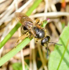Quebec Sweat Bee thumbnail 1