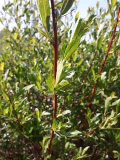 McCalla's Willow thumbnail 2