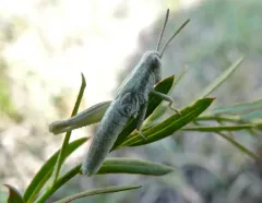 Cudweed Grasshopper thumbnail 4