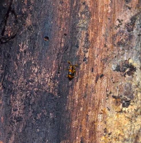 Phymaphora pulchella