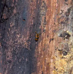 Phymaphora pulchella thumbnail 1